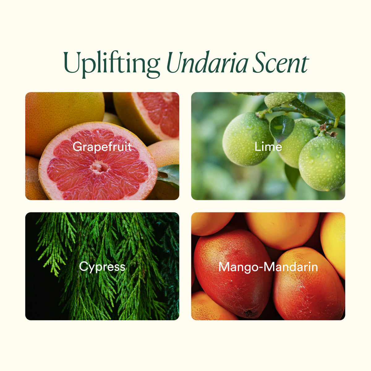 Information related to OSEA Undaria Body Bestsellers (Limited Edition)