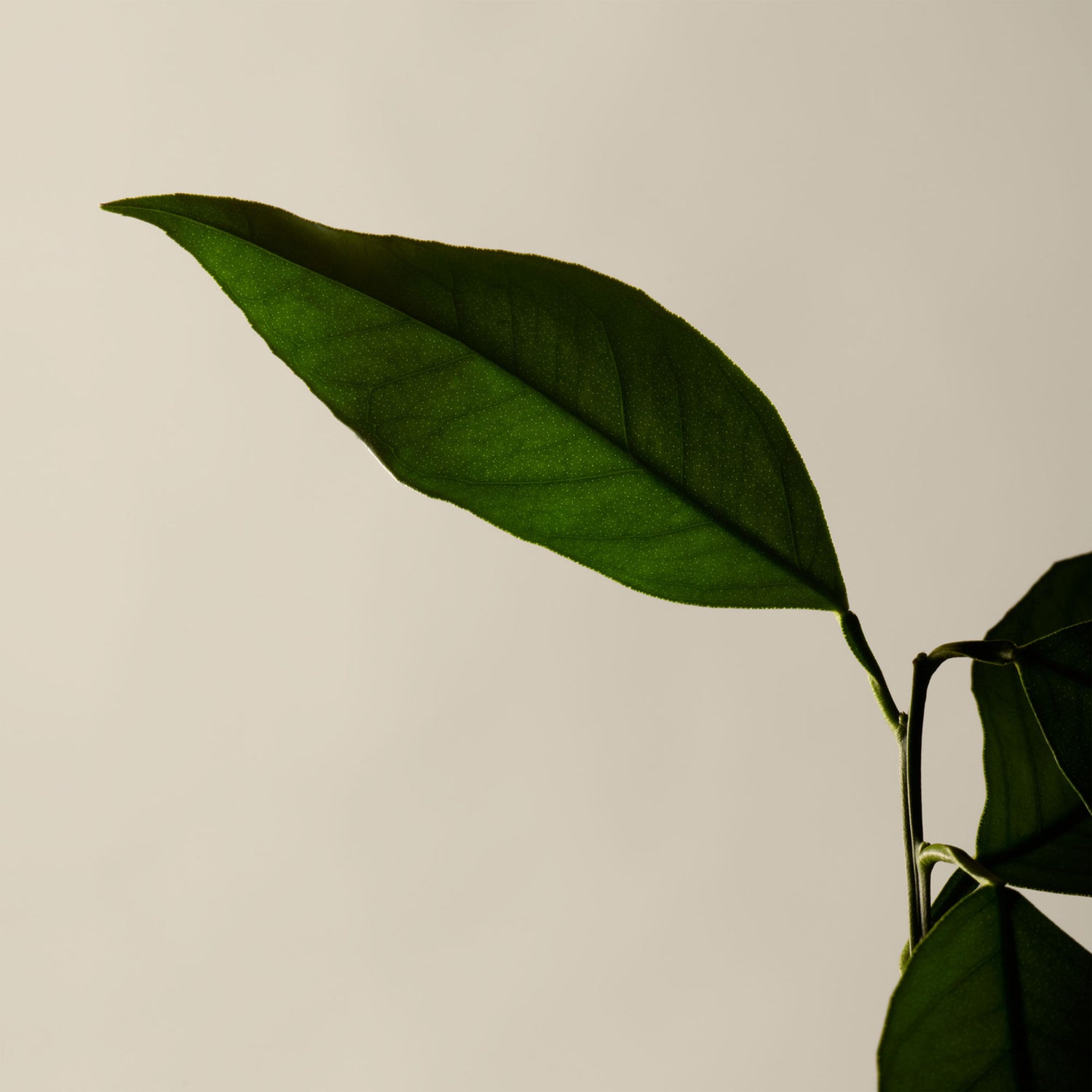 Group swatch image of Aesop Reverence Aromatique Hand Balm