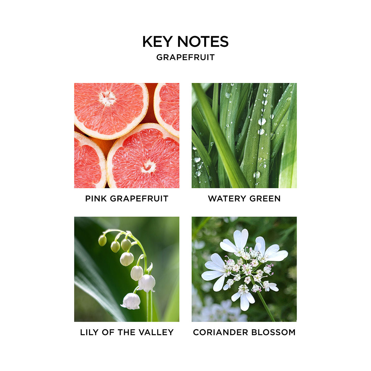 Information related to Nest New York Grapefruit Candle