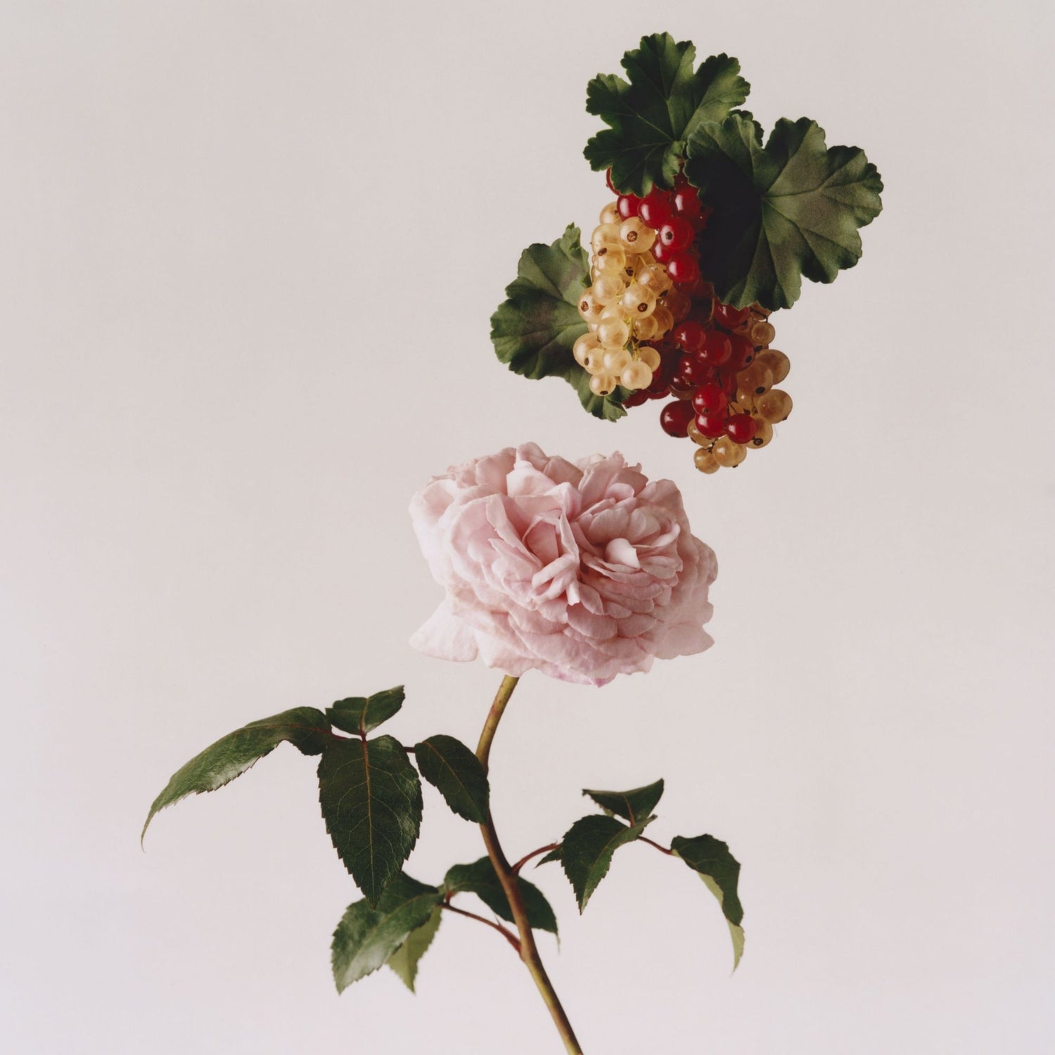 Lifestyle image of Liberty LBTY. Classic Discovery Pack Eau De Parfum