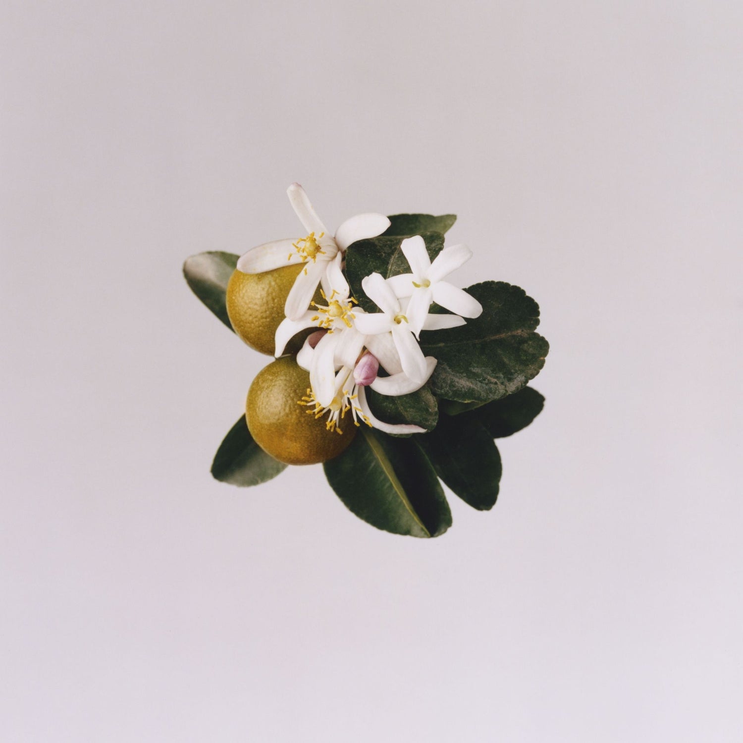 Lifestyle image of Liberty LBTY. Classic Discovery Pack Eau De Parfum