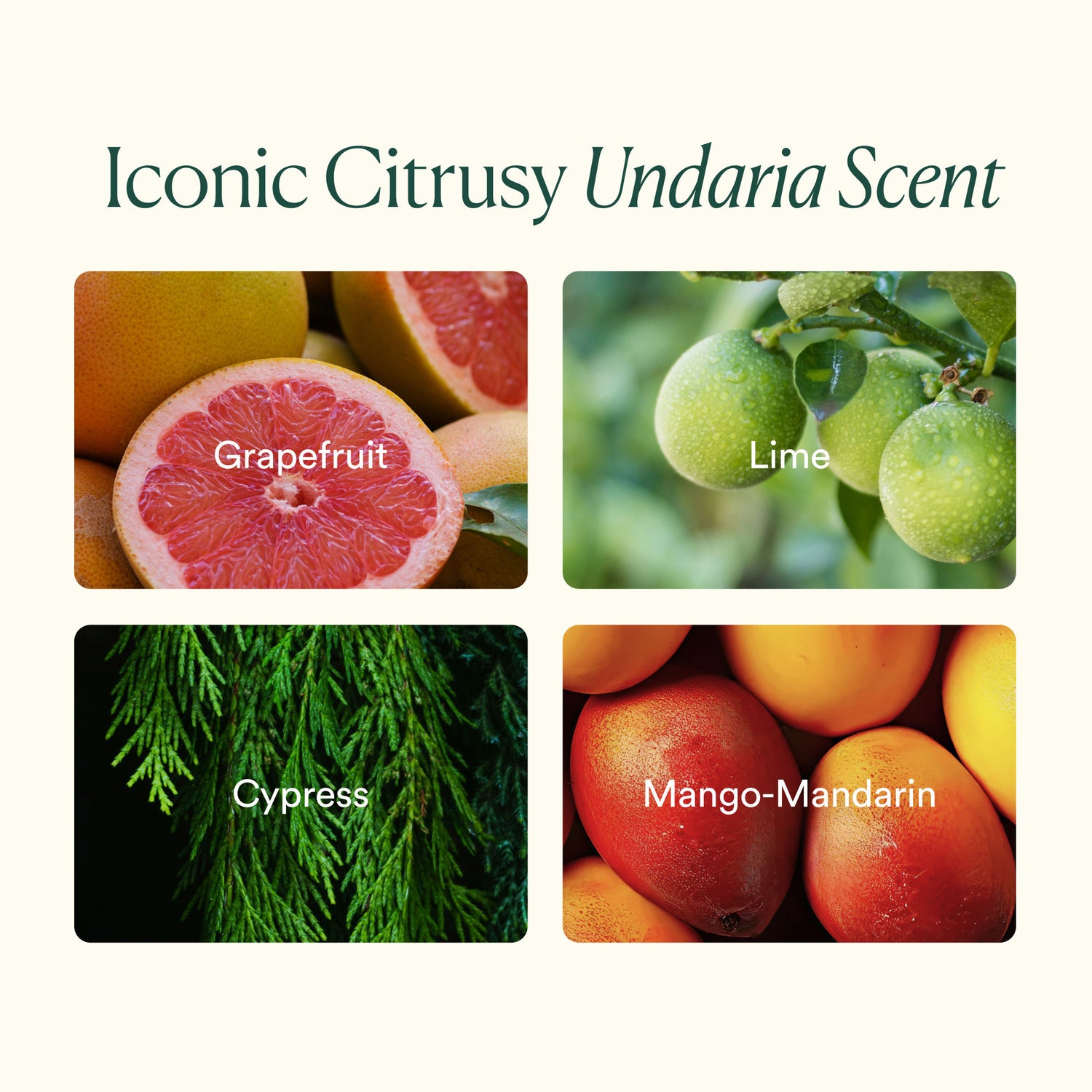 Information related to OSEA Undaria Body Glow Trio