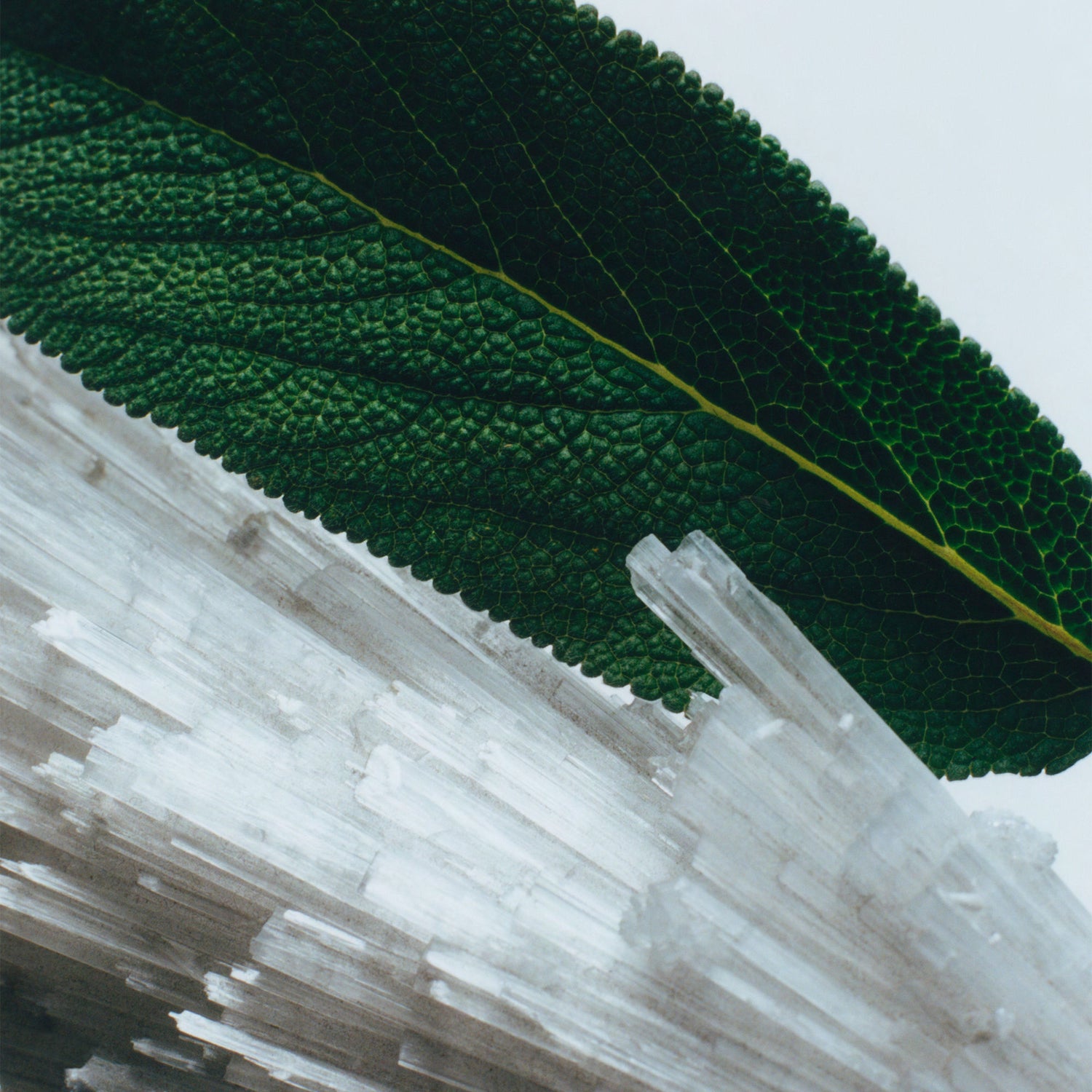 Lifestyle image of Jo Malone London Wood Sage & Sea Salt Cologne & Hand Cream Duo Gift Set (Limited Edition)