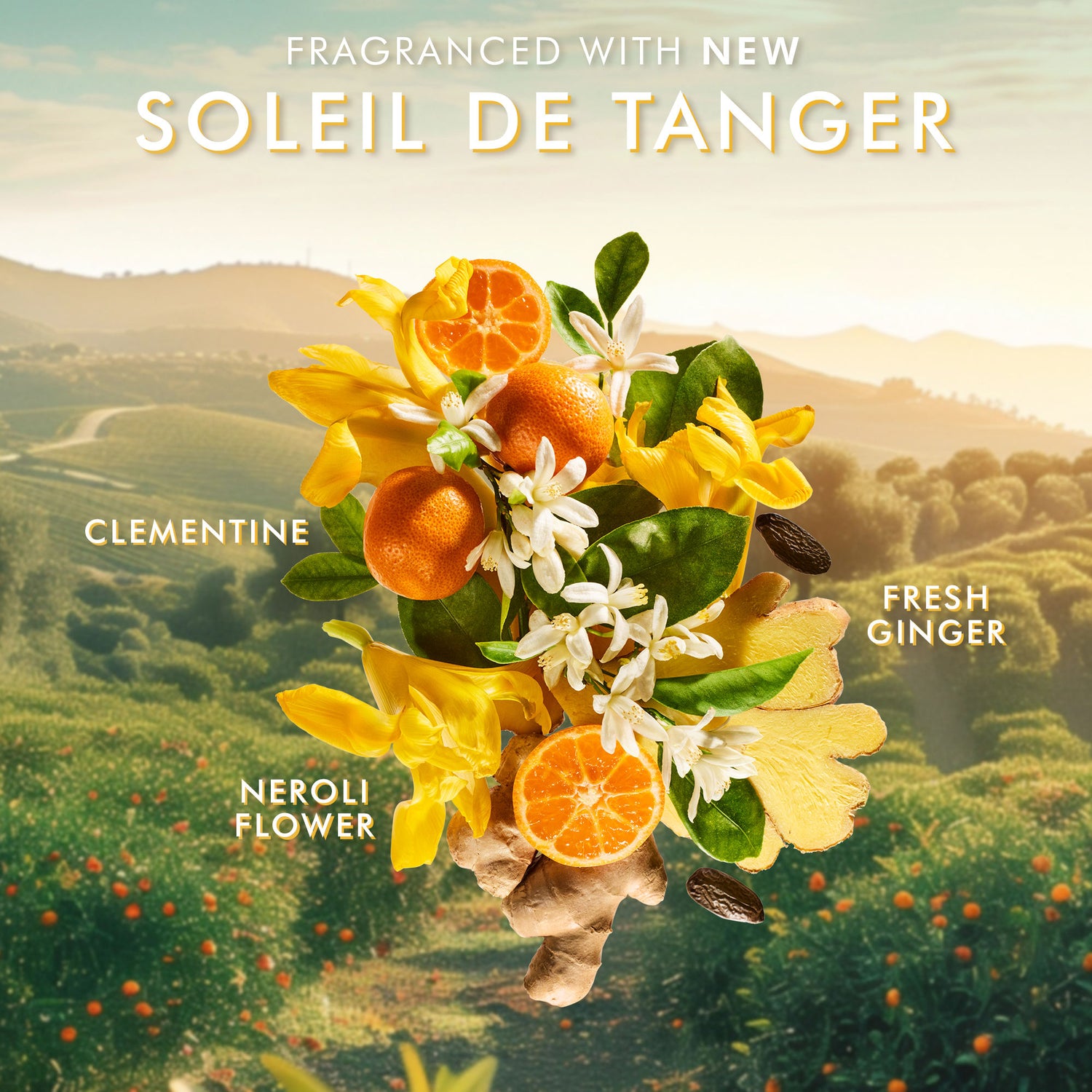 Information related to Moroccanoil Soleil de Tanger Body Care Set (Limited Edition)