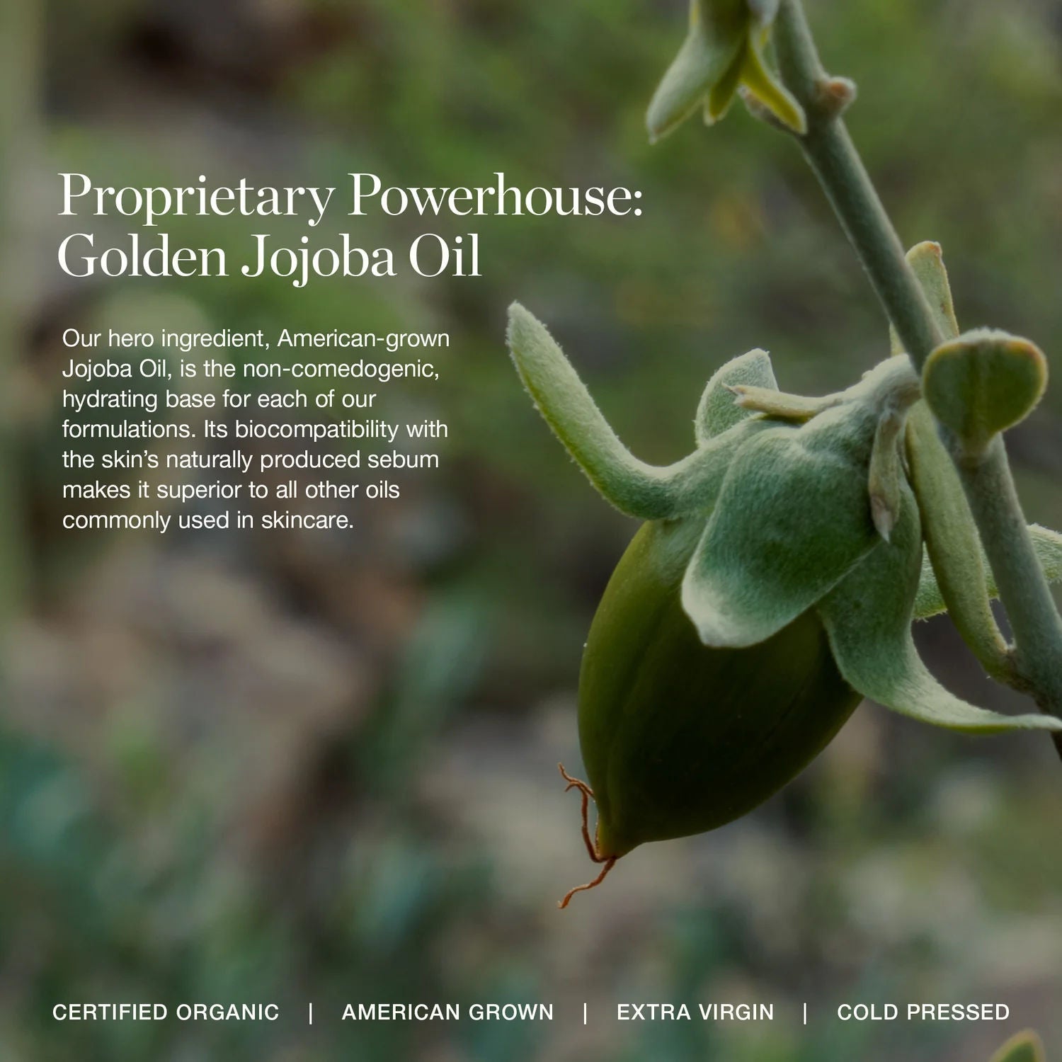 Information related to Ogee Makeup Removing Cleansing Cloths