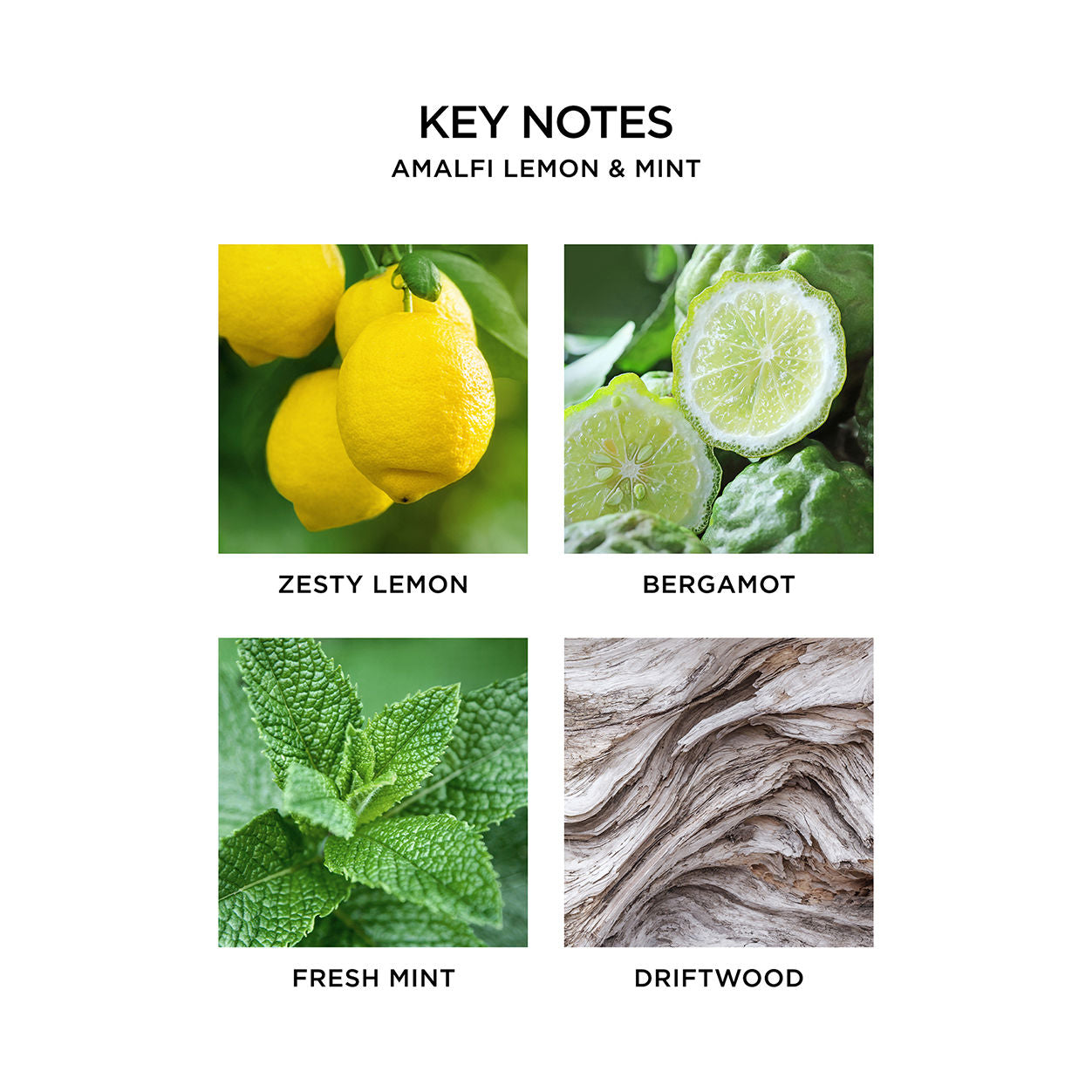 Information related to Nest Amalfi Lemon and Mint Reed Diffuser