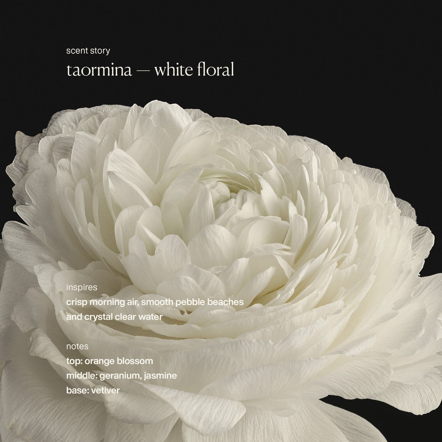 Swatch image of Evolvetogether Taormina Deodorant