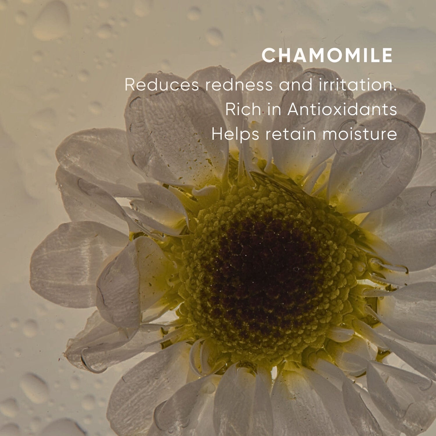 Information related to Plantkos Replenishing Essence