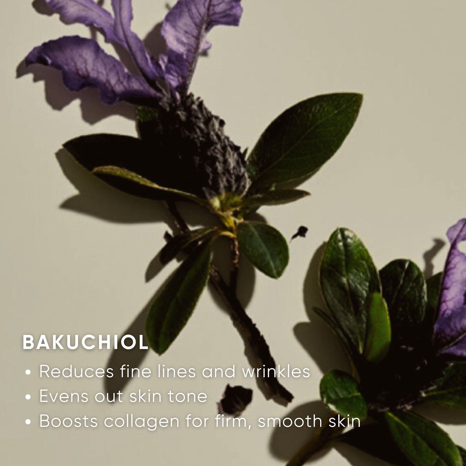 Information related to Plantkos Hydrating Moisturizer