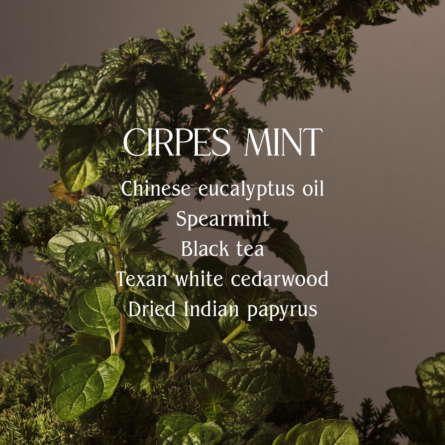 Image of product in the same collection as Homecourt Cipres Mint Candle