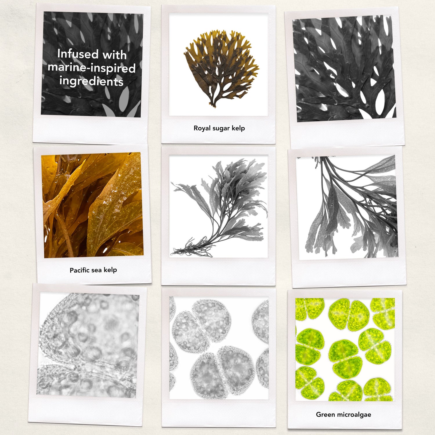 Information related to Bumble and Bumble Seaweed Conditioner