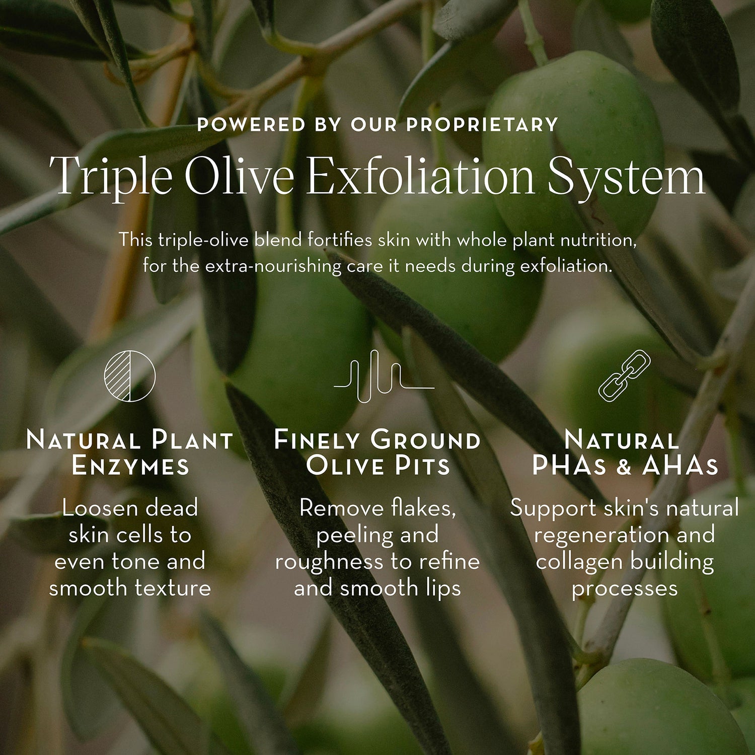 Information related to Furtuna Skin Triple Olive Lip Polish