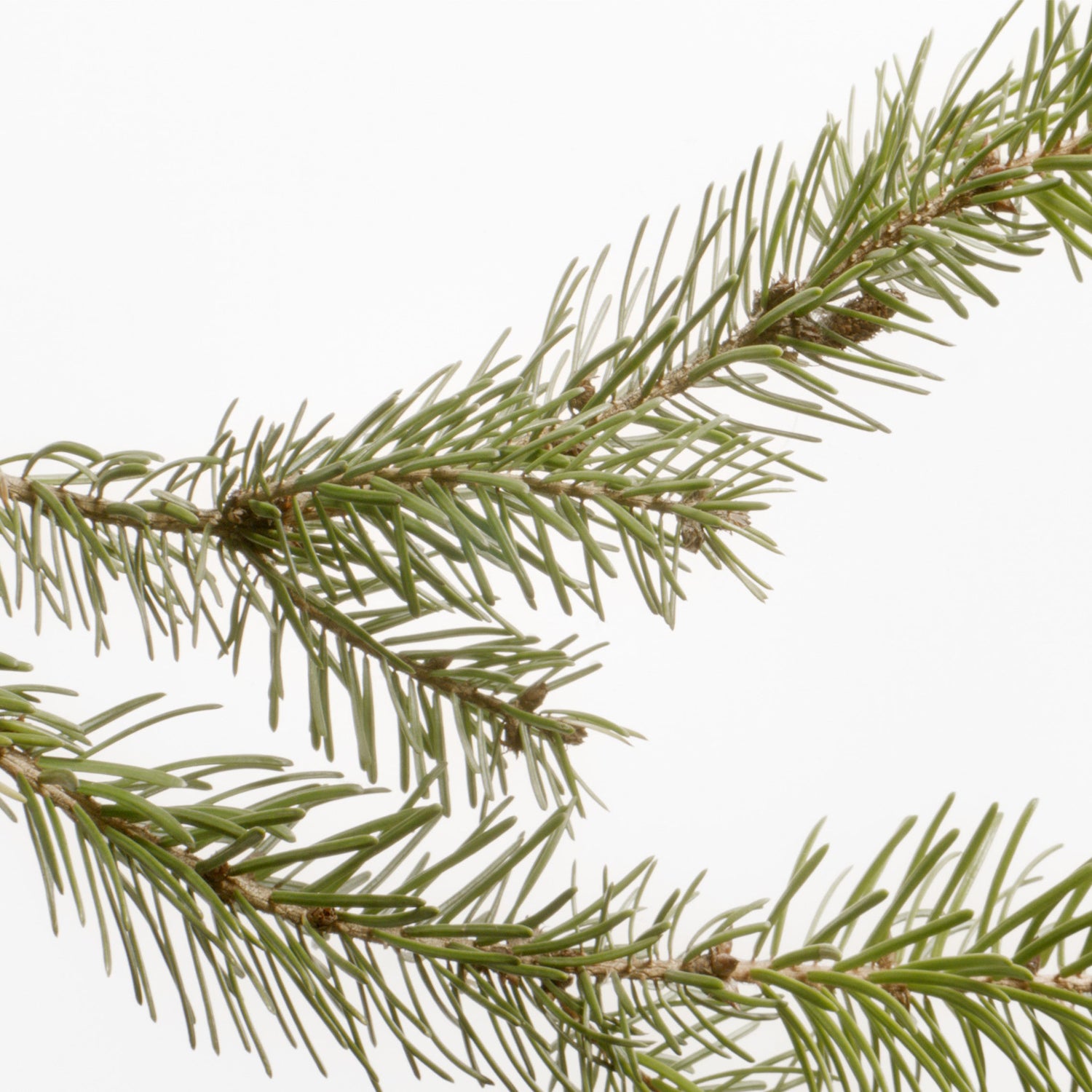 Lifestyle image of Susanne Kaufmann Mountain Pine Bath