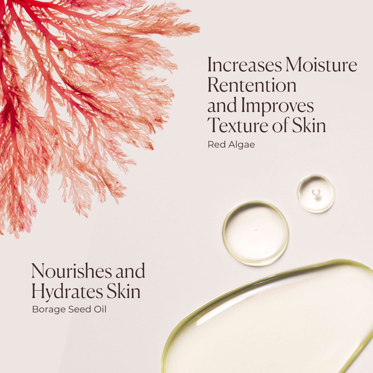 Information related to Laura Mercier Ambre Vanille