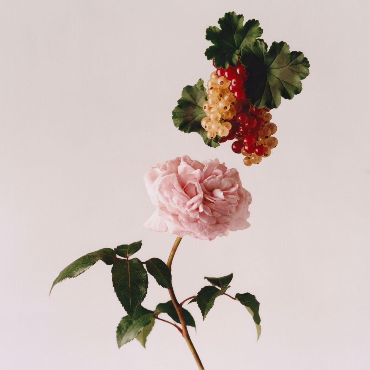 Lifestyle image of Liberty LBTY. Wild Rosinda Eau De Parfum variant: 0.27 fl oz