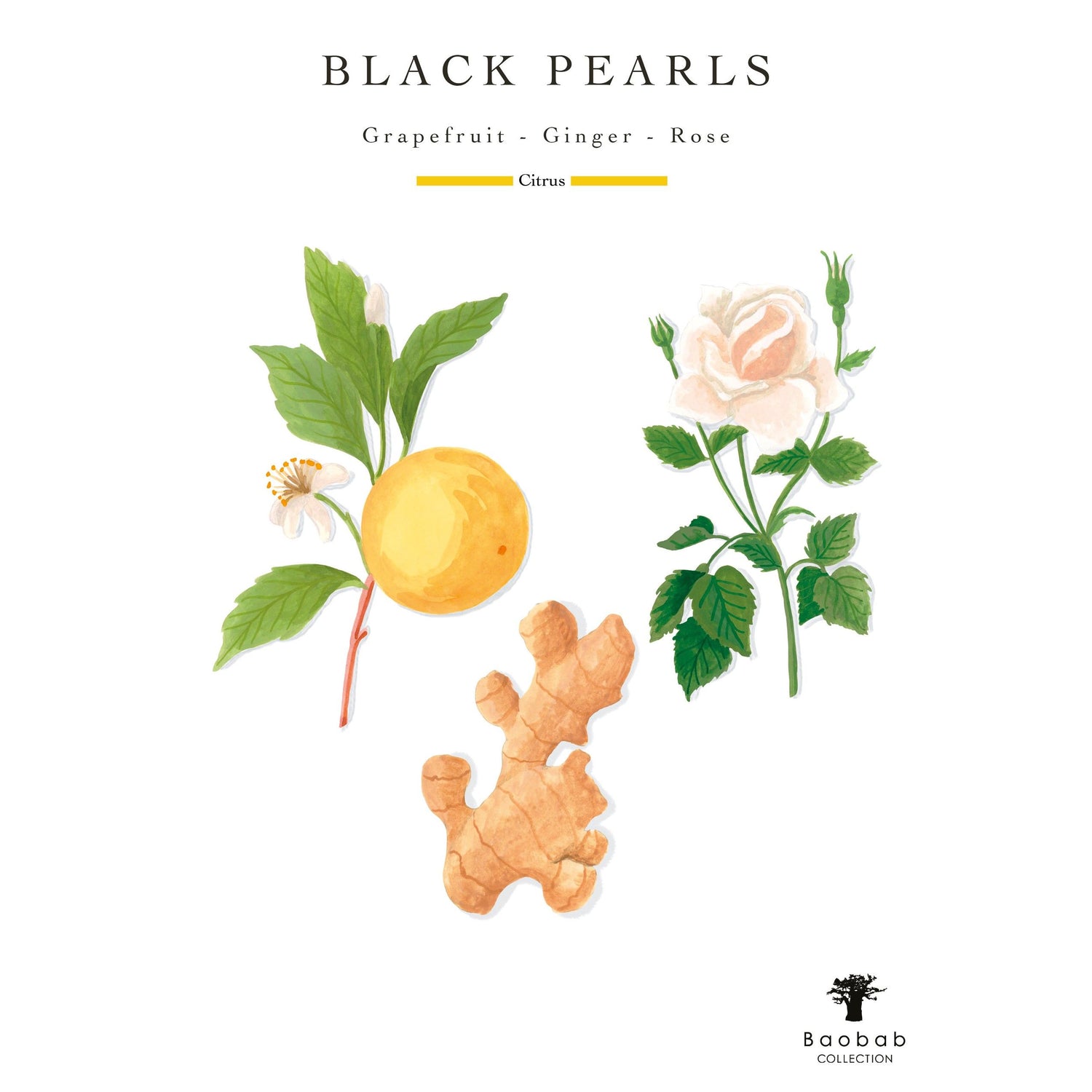 Information related to Baobab Collection Pearls Black Candle