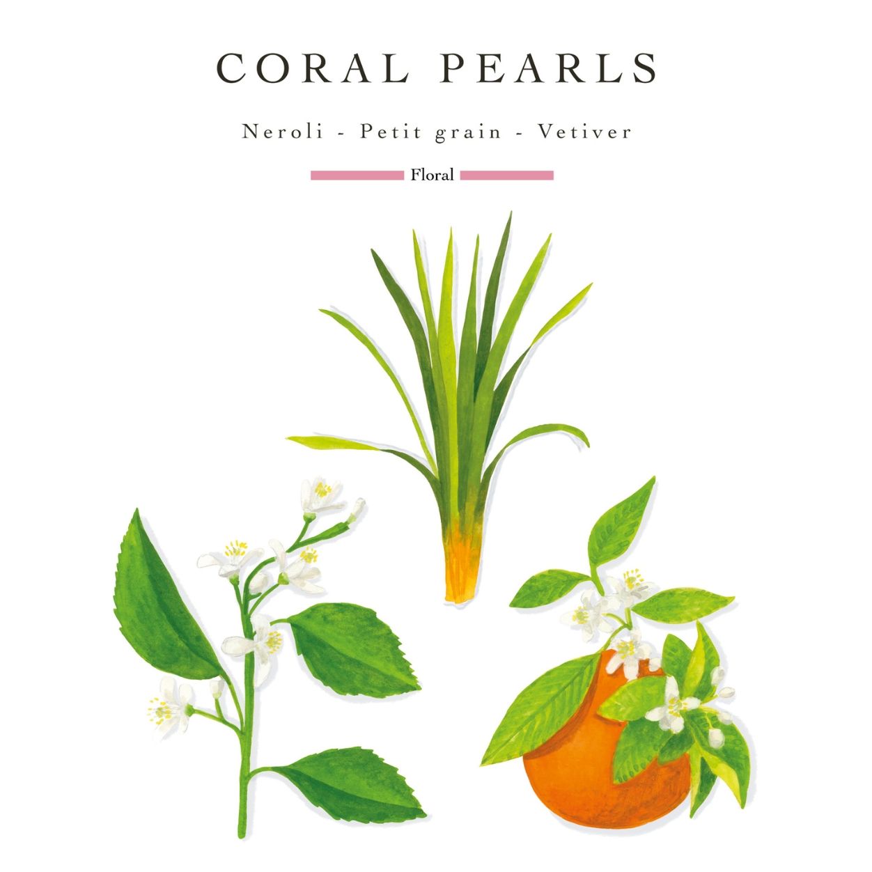 Information related to Baobab Collection Candle Pearls Coral