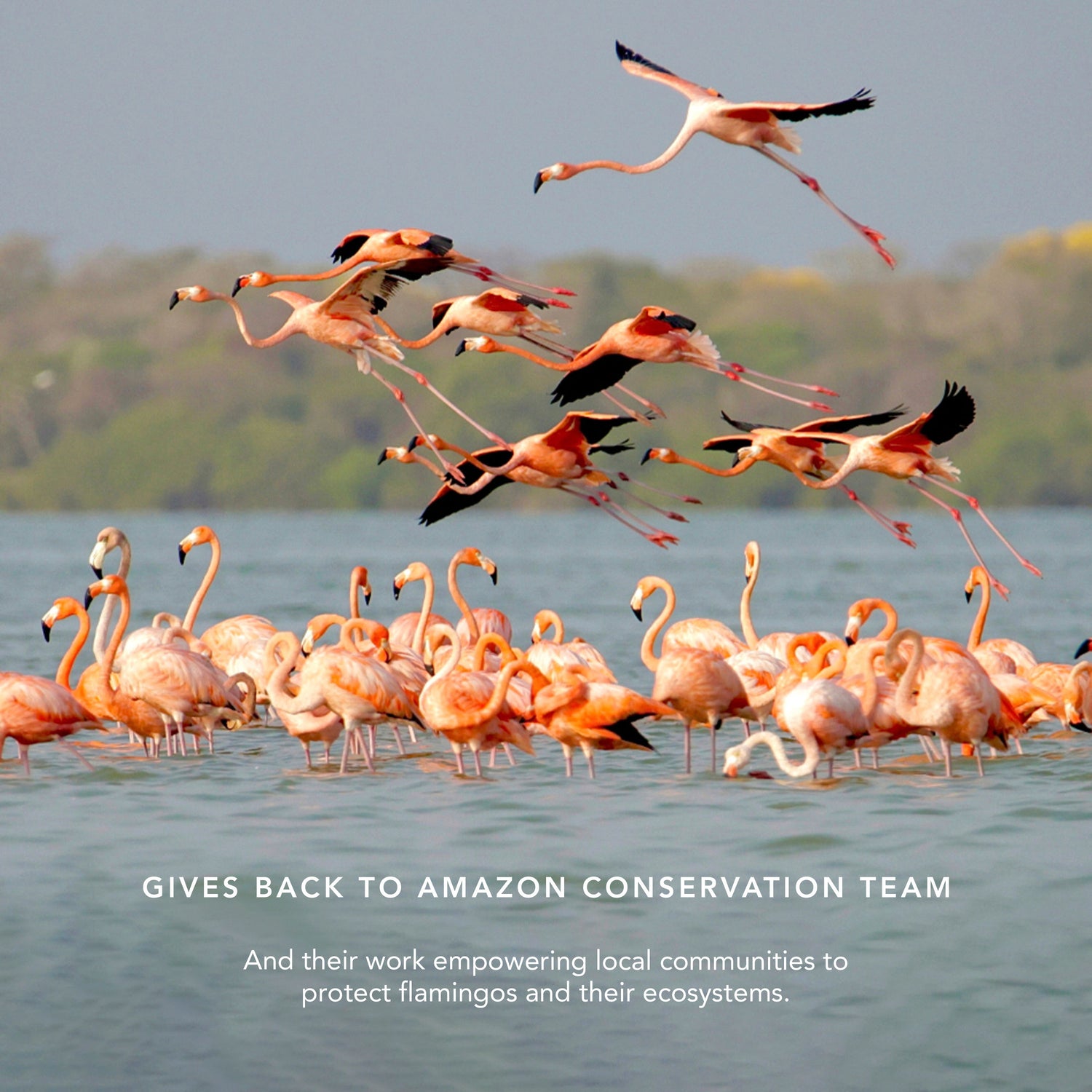 Image of product in the same collection as Chantecaille Flamingo Lip Chic