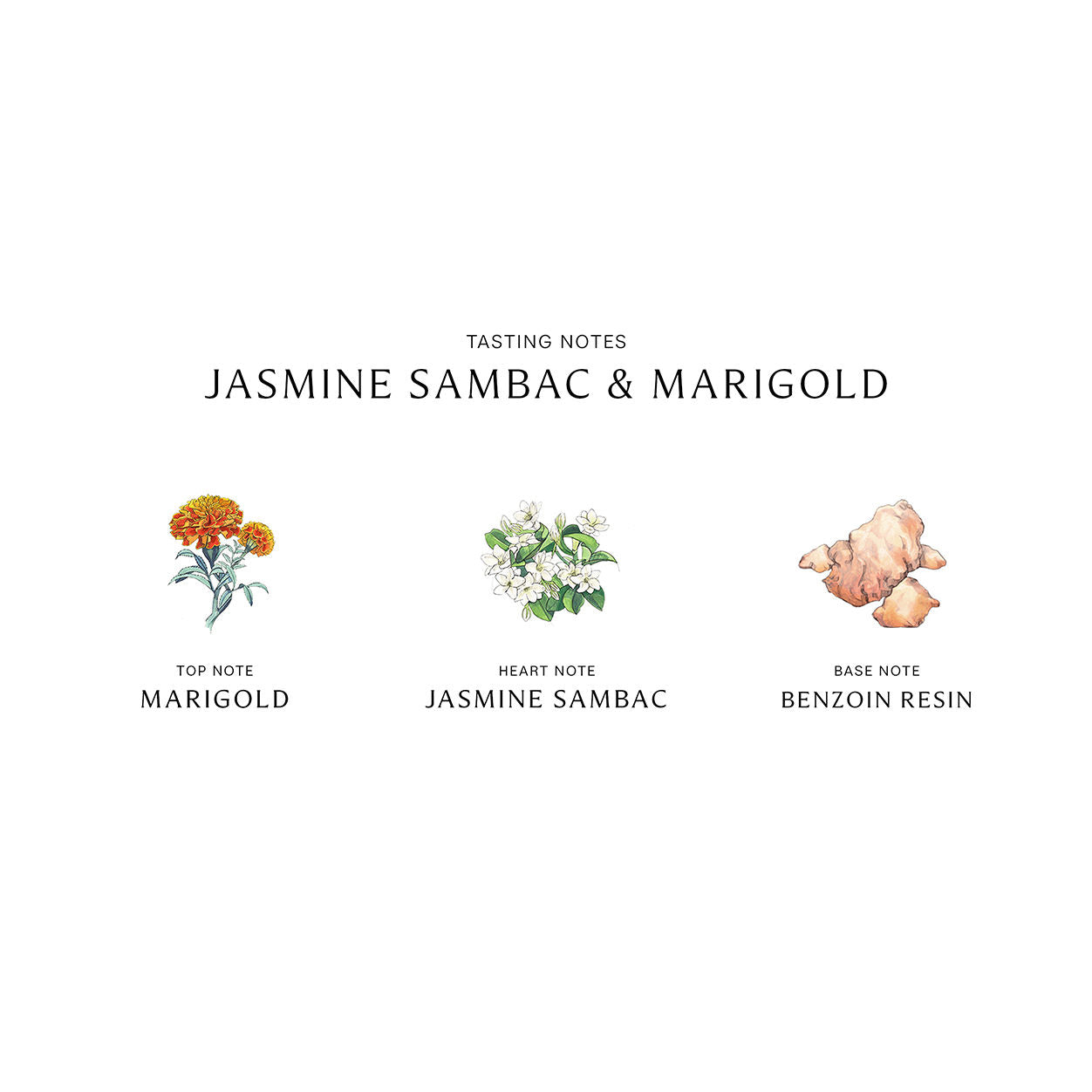 Information related to Jo Malone London Jasmine Sambac and Marigold Cologne Intense