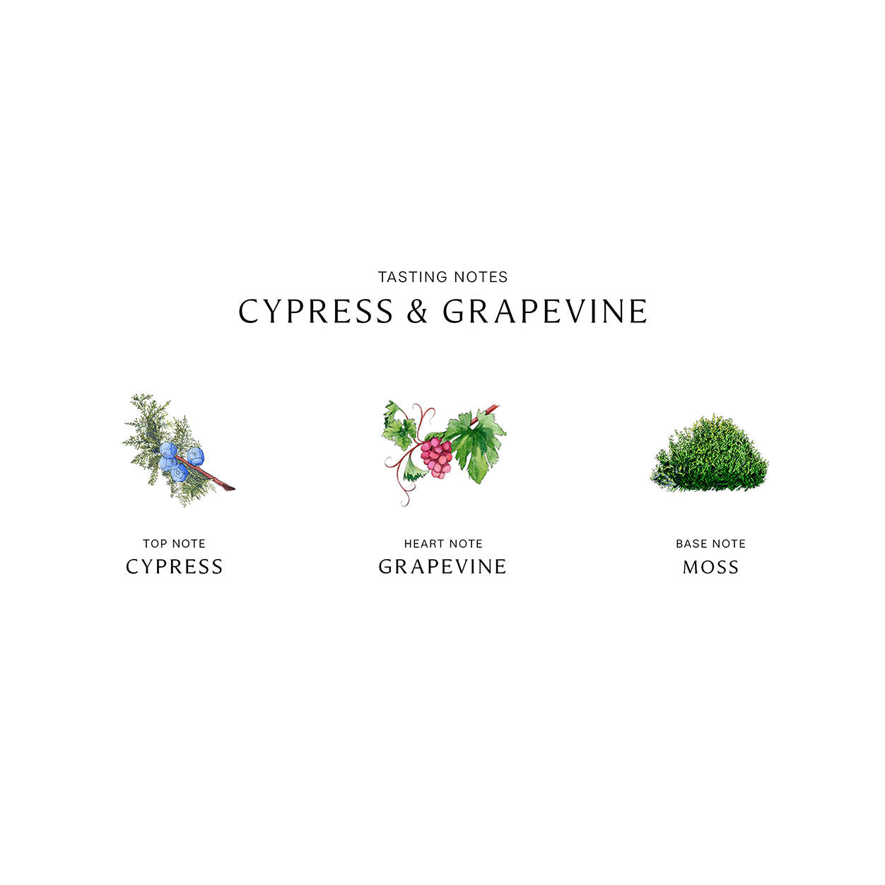 Information related to Jo Malone London Cypress and Grapevine Cologne Intense