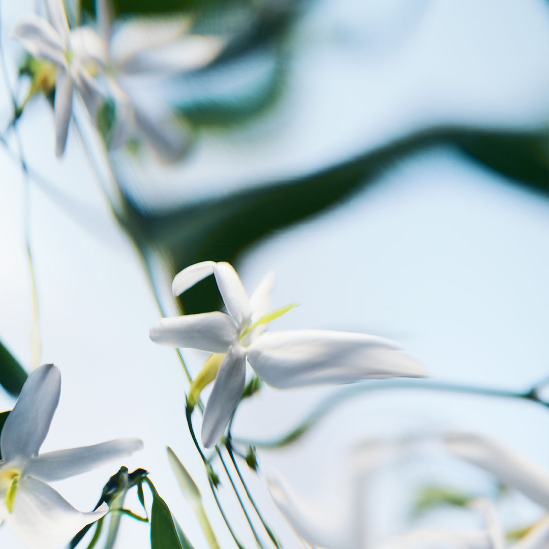 Lifestyle image of Byredo Blanche Absolu Parfum variant: 3.4 fl oz