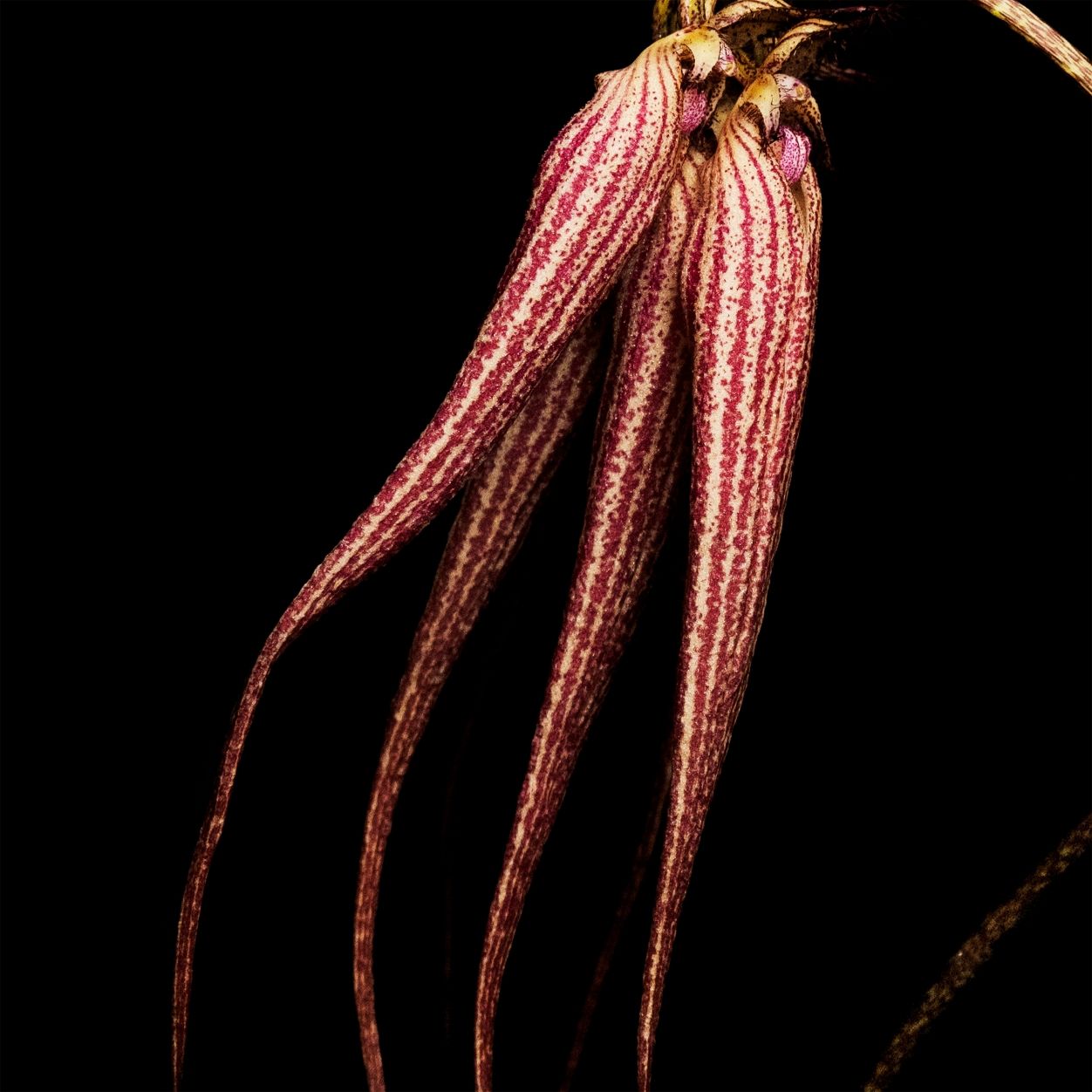 Lifestyle image of Byredo Bal d'Afrique Absolu Parfum variant: 1.7 fl oz