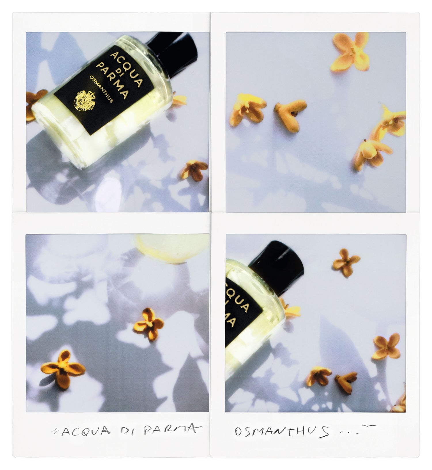 Lifestyle image of Acqua di Parma Osmanthus Eau de Parfum variant: 6 oz