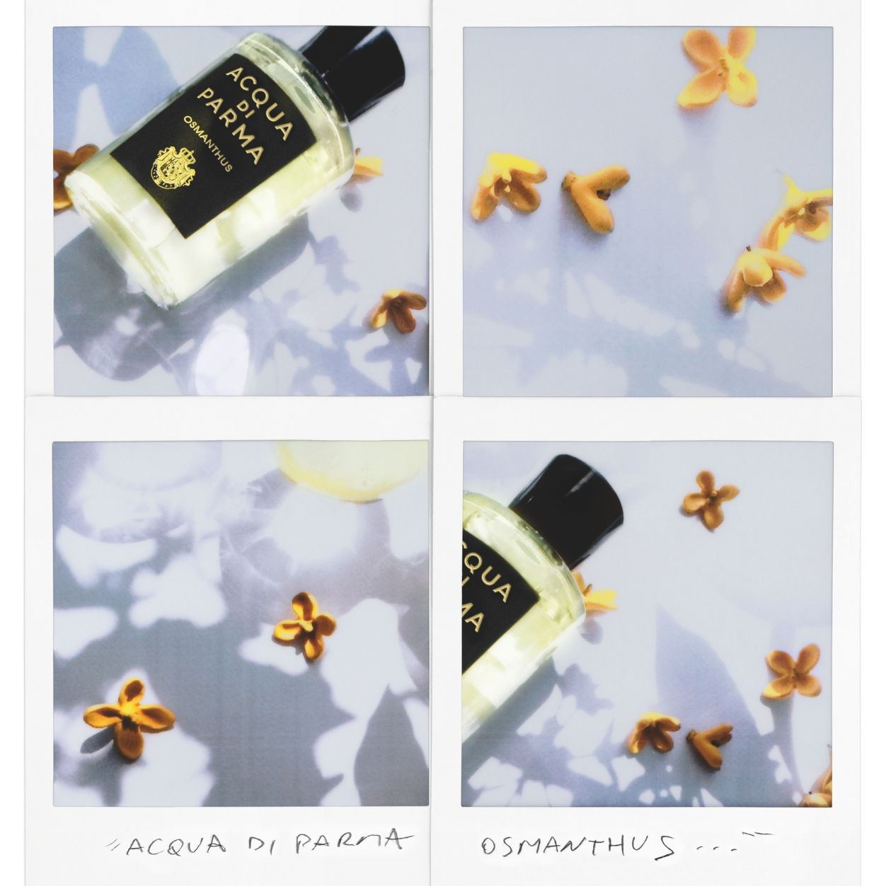 Lifestyle image of Acqua di Parma Osmanthus Eau de Parfum