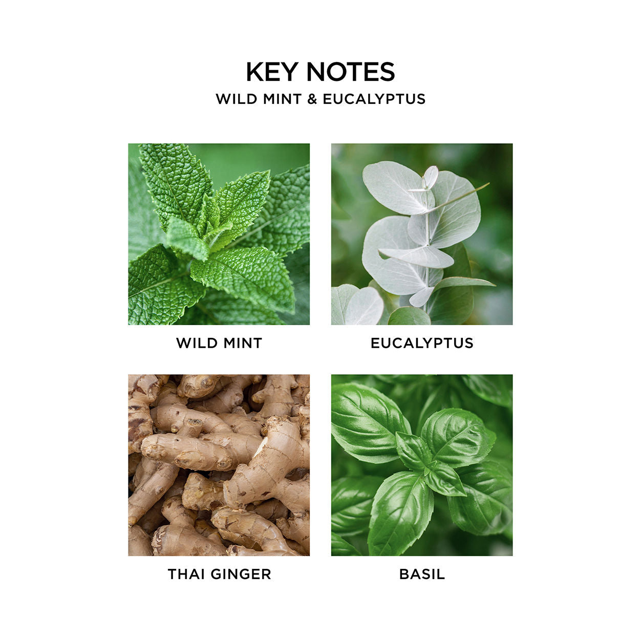 Information related to Nest Wild Mint and Eucalyptus Candle