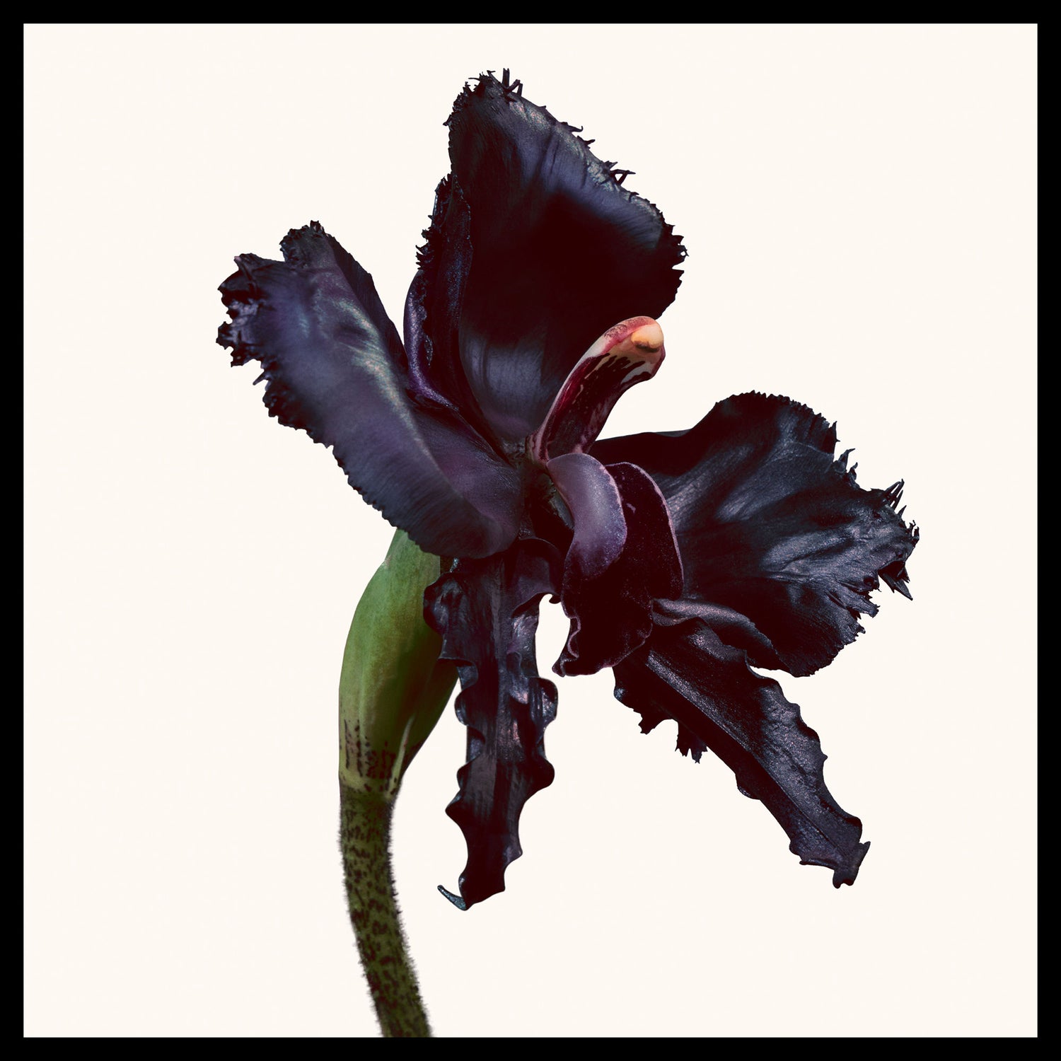 Image of product in the same collection as Tom Ford Black Orchid Reserve