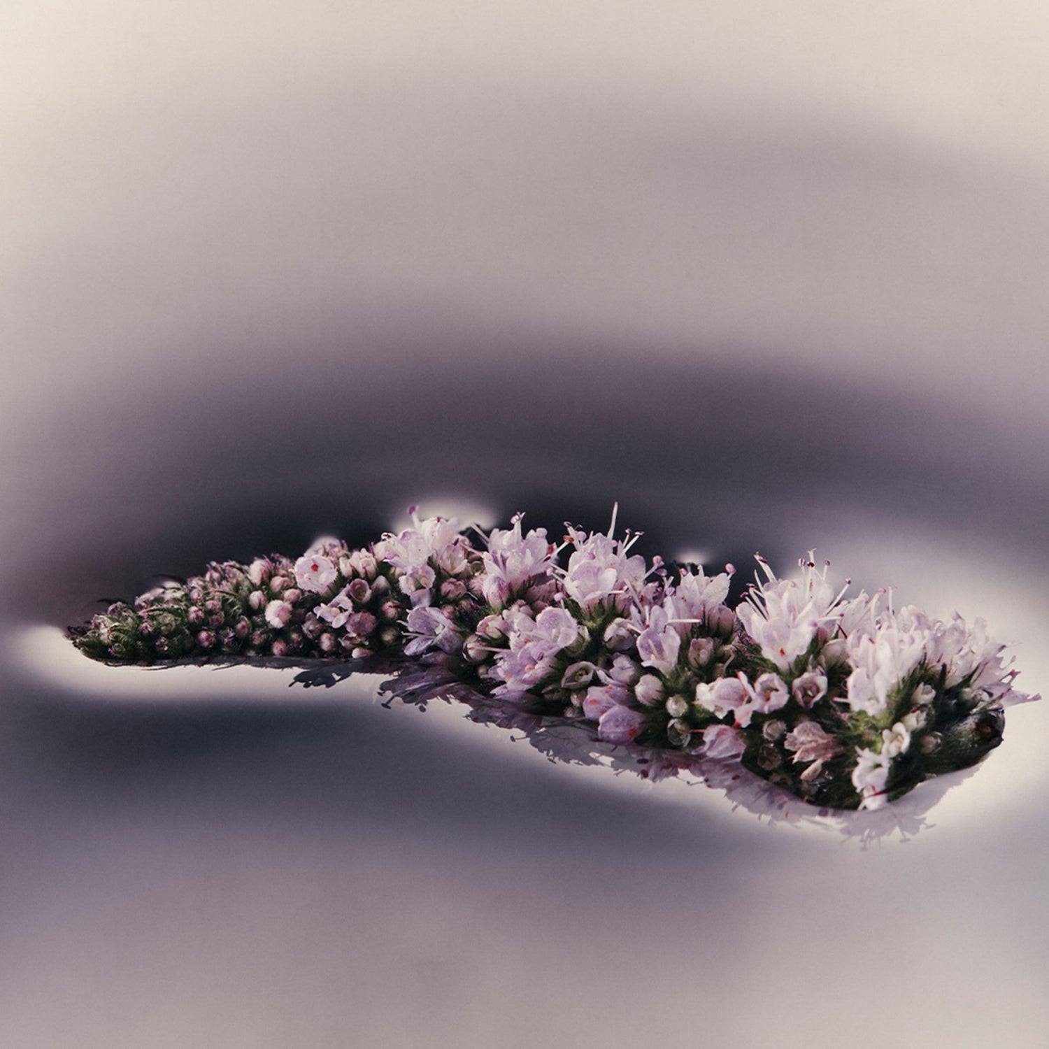 Lifestyle image of Aesop 16.9 fl oz variant: 16.9 fl oz