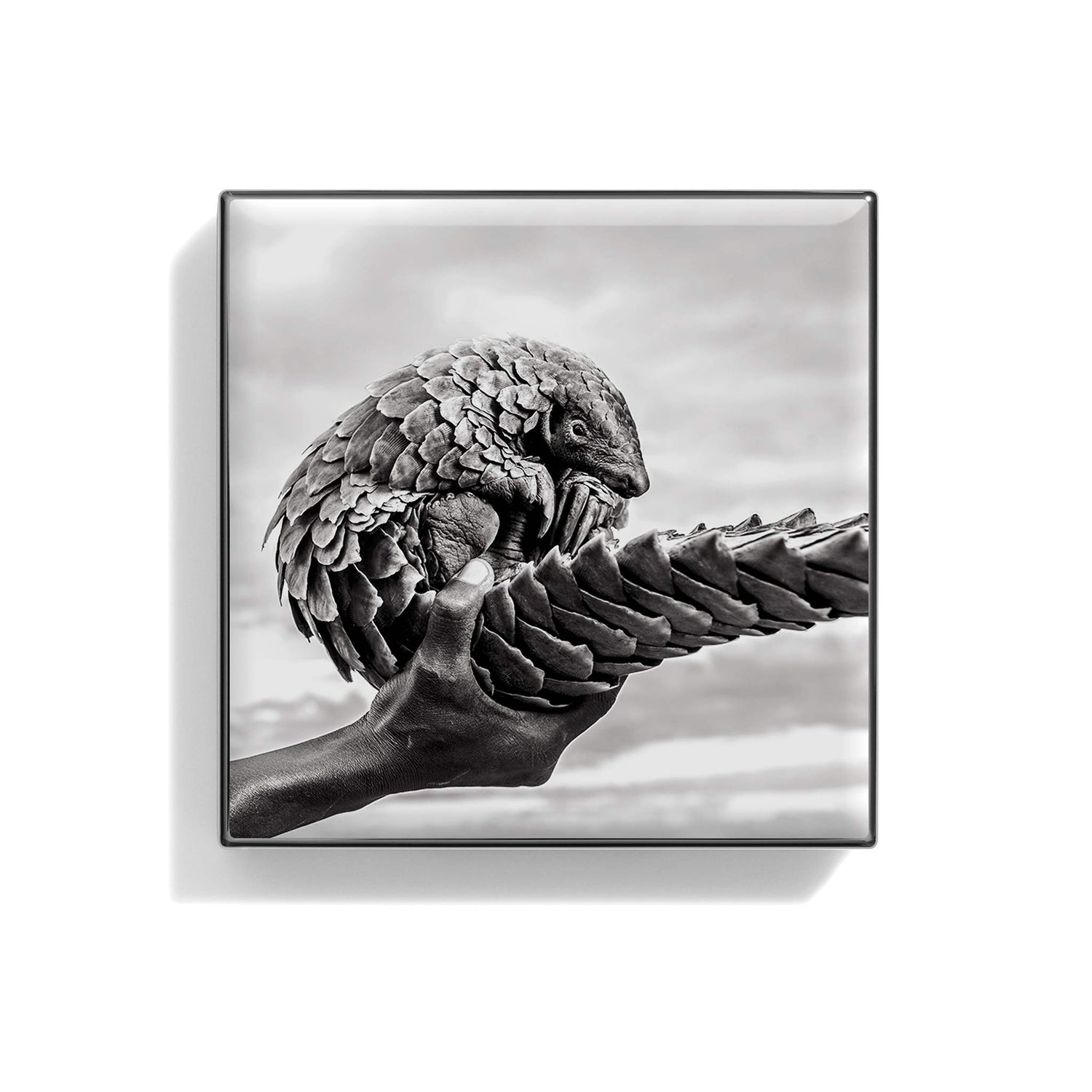 Image of the variant: Pangolin box