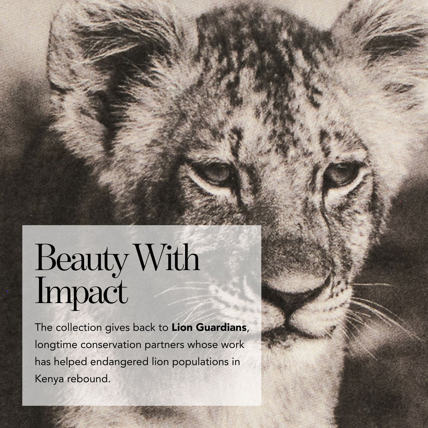 Lifestyle image of Chantecaille Lip Veil - Lion Collection