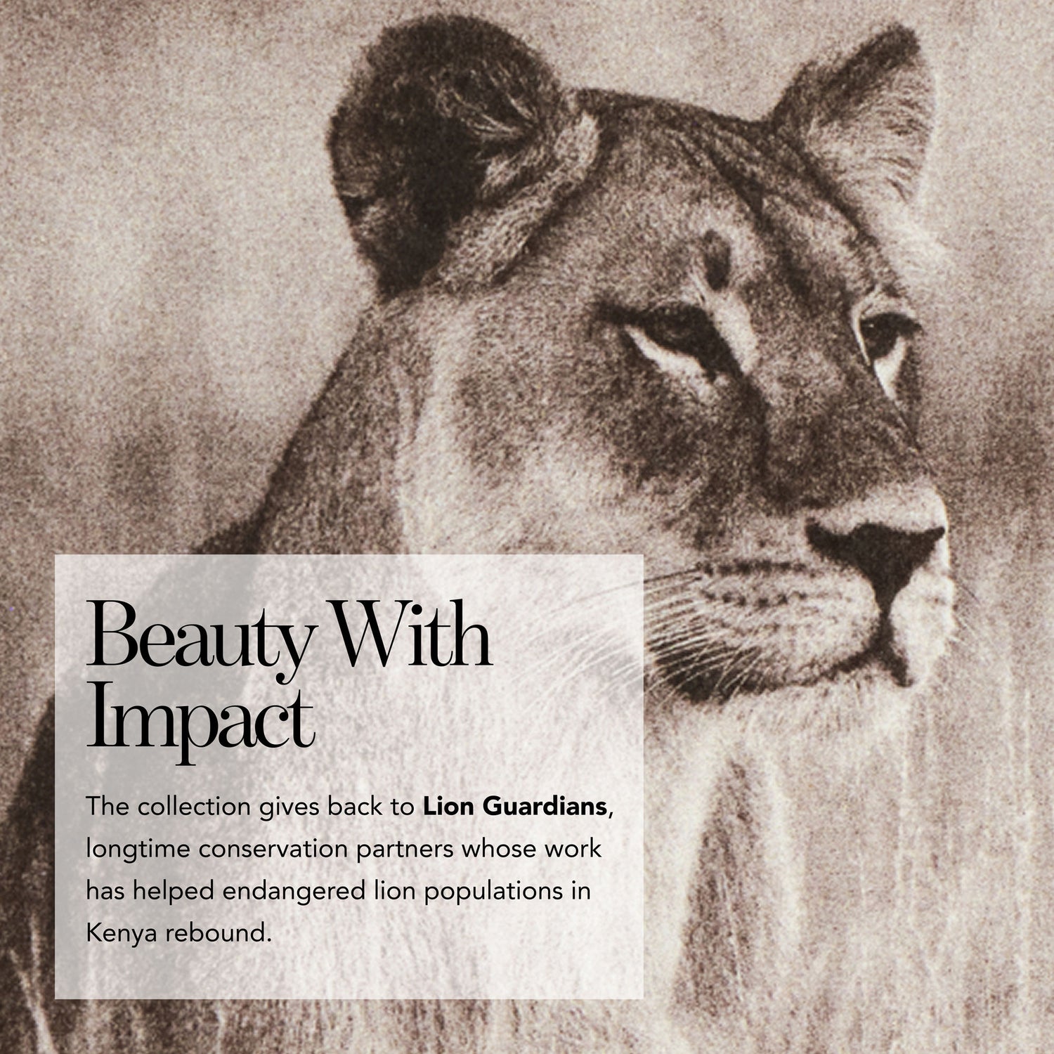 Lifestyle image of Chantecaille Luminescent Eye Shade - Lion Collection