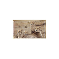 Image of a closed Chantecaille Cheetah Eye Trio (Limited Edition)