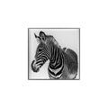 Luminescent Eye Shade Zebra