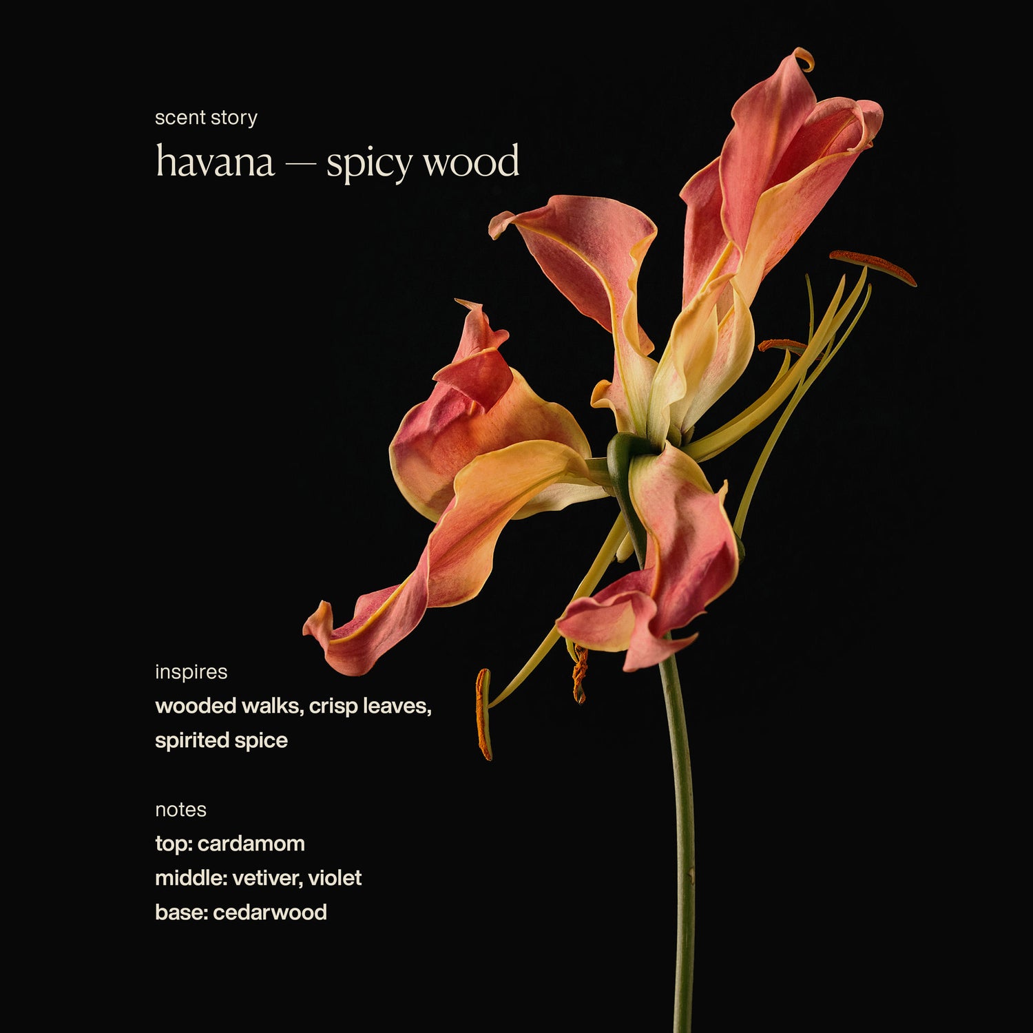 Image of product in the same collection as Evolvetogether Hydrating Lip Balm Mini Set (Limited Edition)