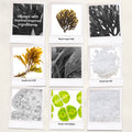 Information related to Bumble and Bumble Seaweed Whipped Scalp Scrub