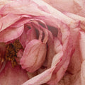 Lifestyle image of D.S. & Durga Rose Atlantic Eau de Parfum