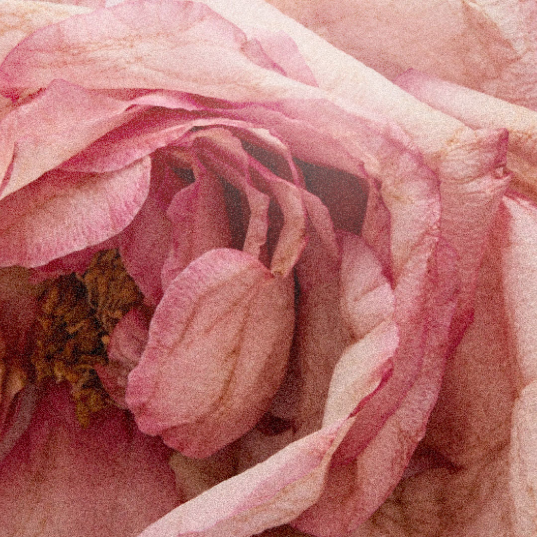 Lifestyle image of D.S. & Durga Rose Atlantic Eau de Parfum