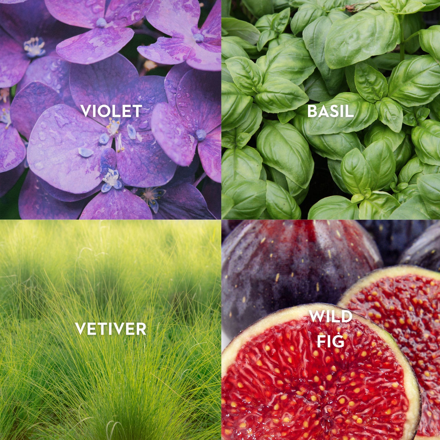 Lifestyle image of Vilhelm Parfumerie Basilico and Fellini Eau de Parfum