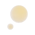 OSEA Undaria Algae Body Oil Size variant: 1 fl oz | 30 ml swatch image . 