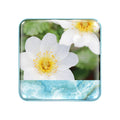 Image of a closed Chantecaille Wild Meadows Blush (Limited Edition) variant: Apple Blossom
