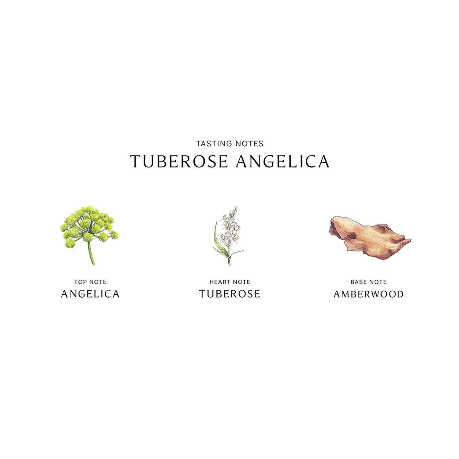 Jo Malone London Tuberose Angelica Cologne Intense infographics image .